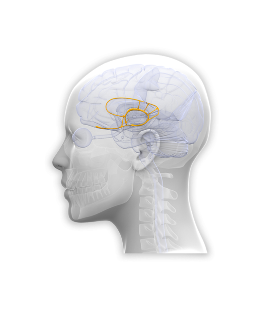 Diagram, illustration of limbic system